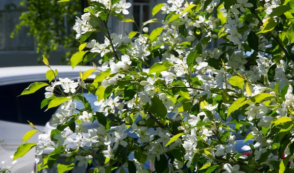 Apple Flowers, Apple blossom. in the sunshine over natural green background.  tree white blossoms in Spring.