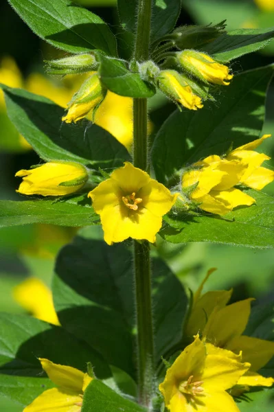 Lysimachia Arten Haben Oft Gelbe Blüten Und Wachsen Kräftig Sie — Stockfoto