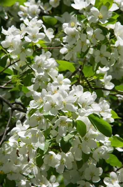 stock image Apple Flowers, Apple blossom. in the sunshine over natural green background.  tree white blossoms in Spring.