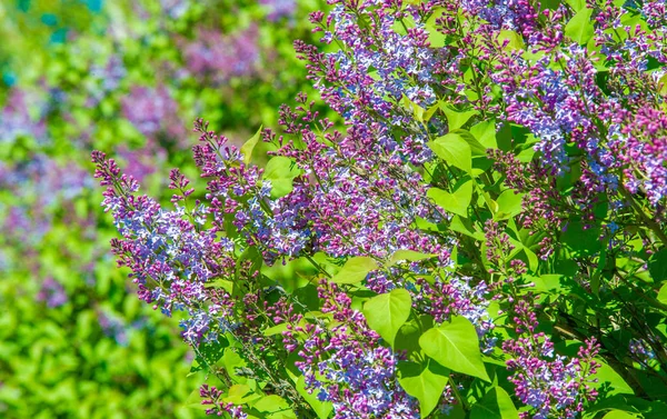 Syringa Lila Arter Blommande Vedartade Växter Olivfamiljen Inhemska Till Skogsmark — Stockfoto