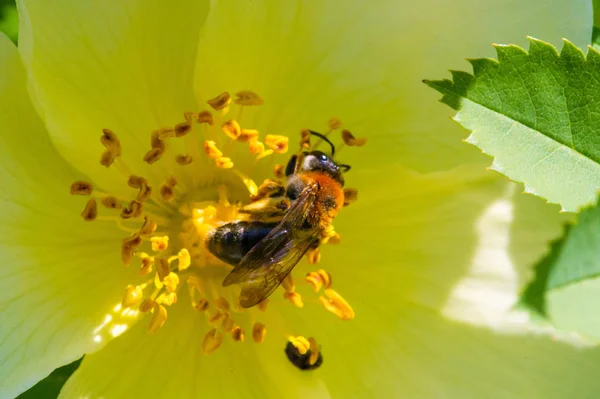 Růžové Kyčle Obsahují Karotenoid Beta Karoten Lutein Zeaxanthin Lykopen Které — Stock fotografie