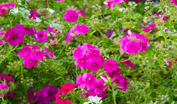 Chama Phlox Eles São Encontrados Principalmente América Norte Sibéria Habitat — Fotografia de Stock