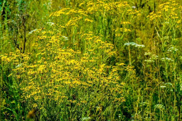 Hypericum Blüten Werden Seit Langem Bereich Der Kräuterheilkunde Verwendet Ist — Stockfoto