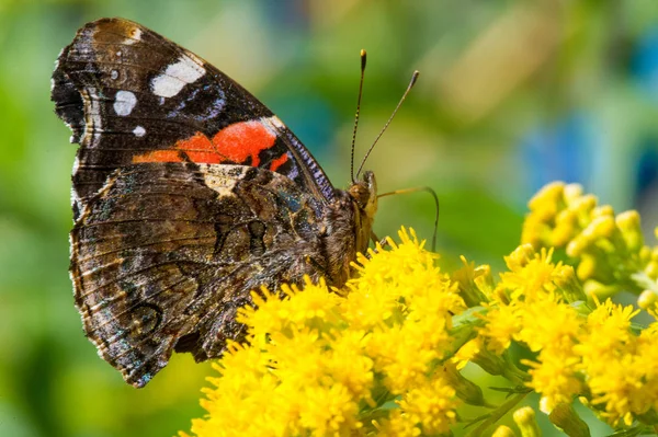 Kwiat Solidago Powszechnie Nazywany Złotymi Prętami Pochodzi Ameryki Północnej Tym — Zdjęcie stockowe