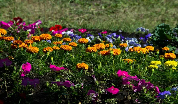 Paisagismo Floral Traz Motim Cor Para Ruas Cidade Camas Cidade — Fotografia de Stock