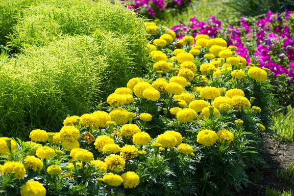 Городская фотография, Цветочные кровати в городе, Солнечный день, хорошее настроение
