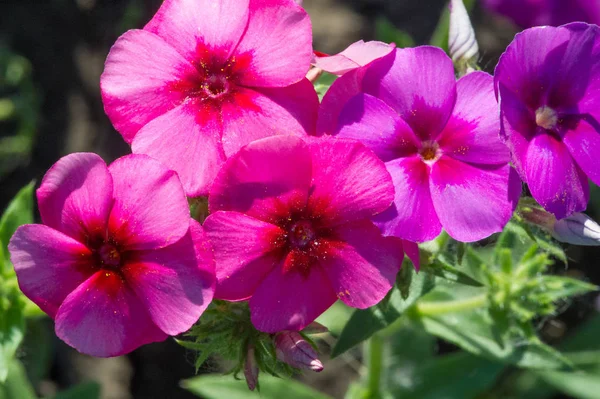 Palabra Primula Diminutivo Femenino Latino Del Primus Que Significa Primero —  Fotos de Stock