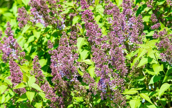 Syringa Lilás Espécies Plantas Lenhosas Floridas Família Das Azeitonas Nativas — Fotografia de Stock