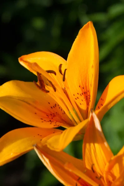 Lilium Membros Dos Quais São Verdadeiros Lírios Gênero Plantas Com — Fotografia de Stock