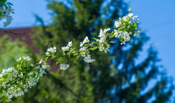 Appelbloemen Appelbloesem Zon Natuurlijke Groene Achtergrond Boom Witte Bloemen Het — Stockfoto