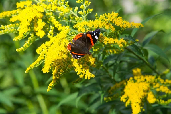 Bloem Van Solidago Algemeen Genaamd Goudstaven Komt Uit Noord Amerika — Stockfoto