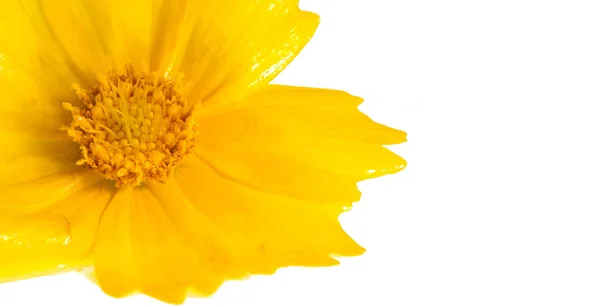 Blume Für Das Blumenbeet Gelber Kosmos Ist Eine Gattung Mit — Stockfoto