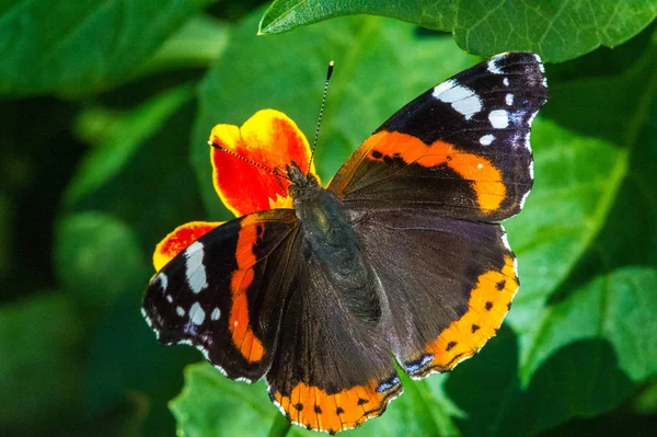 Vanessa Atalanta Den Röda Amiralen Eller Tidigare Den Röda Beundransvärda — Stockfoto