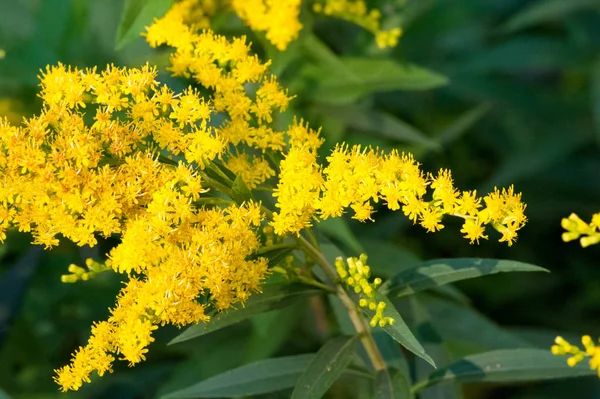 Kwiat Saltago Powszechnie Nazywany Złotym Drzewem Pochodzi Ameryki Północnej Tym — Zdjęcie stockowe