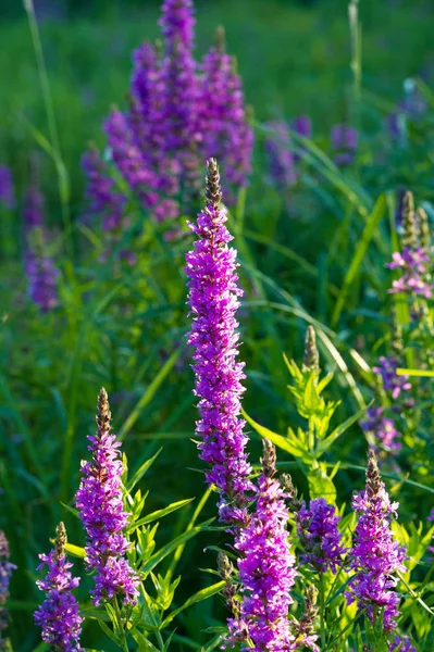 Orchis Genus Orchid Family Occurring Mainly Europe Northwest Africa Ranging — Stock Photo, Image