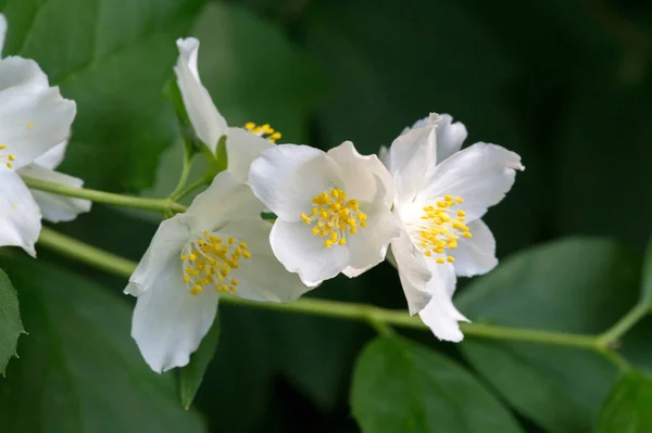 Philadelphus Nazywane One Mock Orange Odniesieniu Swoich Kwiatów Które Dzikich — Zdjęcie stockowe