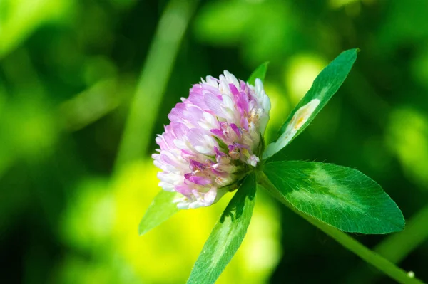 Clover Herbaceous Plant Pea Family Has Dense Globular Flower Heads — Stock Photo, Image