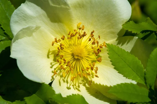 Die Rosa Hüfte Enthält Carotinoid Beta Carotin Lutein Zeaxanthin Und — Stockfoto