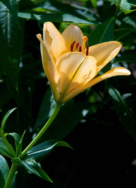 Lilium Est Genre Plantes Herbacées Fleurs Poussant Partir Bulbes Toutes — Photo