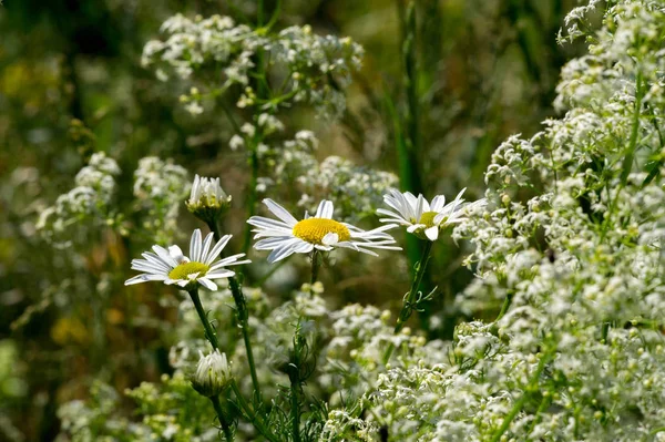 Chamomile Matricaria Recutita 추출물은 요법에서 항염증제로 사용되었습니다 감염에 사용됩니다 — 스톡 사진