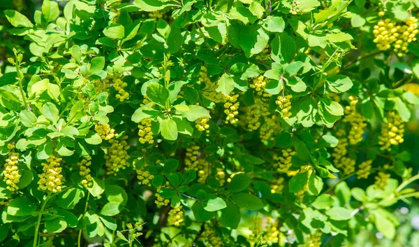 柏柏尔 Berberis Vulgaris 是柏柏尔属的一种灌木 它生产可食用的丁酸浆果 它在许多国家因其果实而被种植 — 图库照片