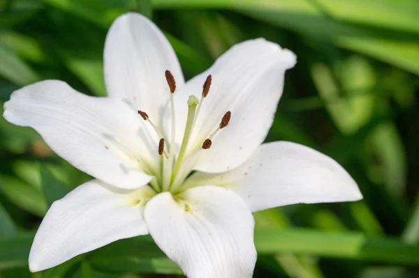 Lirios Lirio Las Flores Son Grandes Menudo Fragantes Presentan Una —  Fotos de Stock