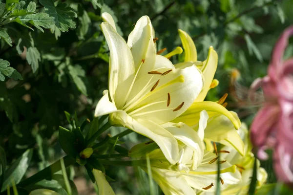 Liliom Liliom Lily Virágok Nagy Gyakran Illatos Bemutatják Színek Széles — Stock Fotó