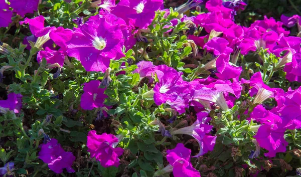 Petunia Una Las Plantas Con Flores Origen Sudamericano Este Nombre —  Fotos de Stock