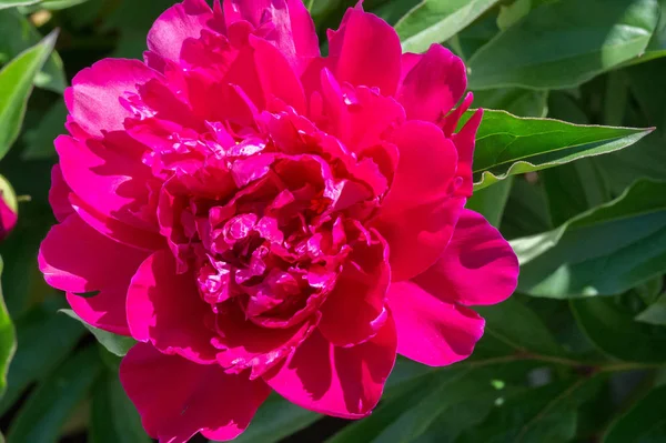 Peony Paeony Flowering Plant Genus Paeonia Only One Family Paeoniaceae — Stock Photo, Image