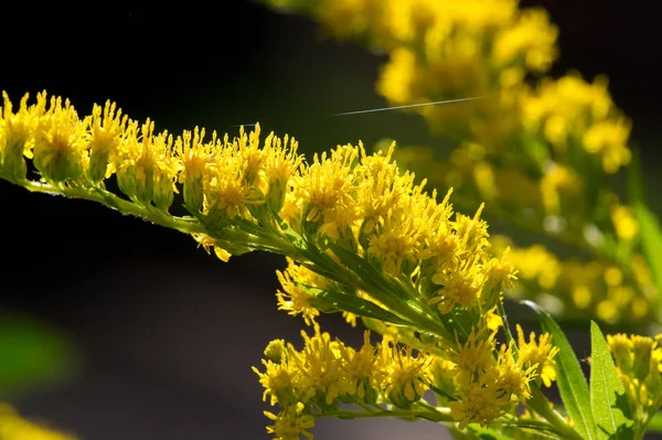 Flor Saltago Comumente Chamada Árvore Dourada Vem América Norte Incluindo — Fotografia de Stock