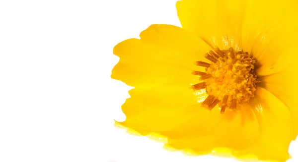 Blume Für Das Blumenbeet Gelber Kosmos Ist Eine Gattung Mit — Stockfoto