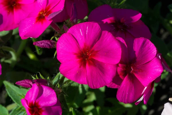 Primula Primula Ilkbaharda Ilk Açılan Çiçeklere Uygulanan Primus Latince Küçük — Stok fotoğraf