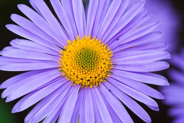 Name Aster Comes Greek Word Which Means Star Which Means — Stock Photo, Image