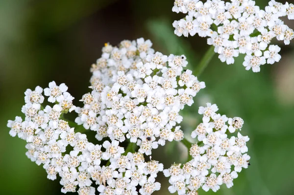 Aegopodium Das Bekannteste Mitglied Ist Die Aegopodium Podagraria Der Auch — Stockfoto