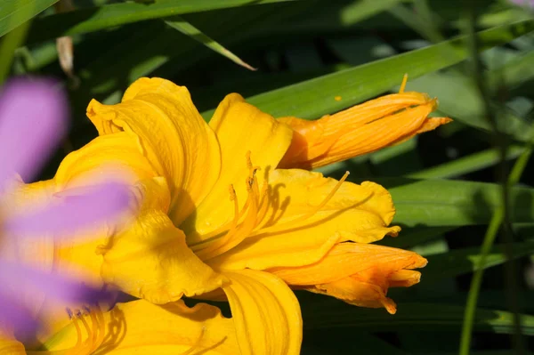 Lirios Lirio Las Flores Son Grandes Menudo Fragantes Presentan Una — Foto de Stock