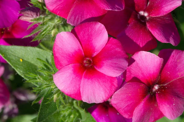 Das Wort Primula Ist Das Lateinische Feminine Diminutiv Von Primus — Stockfoto