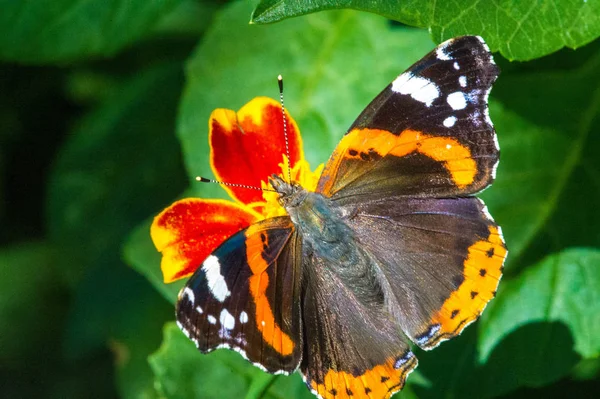 Vanessa Atalanta Red Admiral Previously Red Admirable Well Characterized Medium — Stock Photo, Image