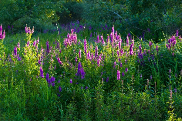 Orchis Rod Rodině Orchidejí Vyskytuje Hlavně Evropě Severozápadní Africe Sahá — Stock fotografie