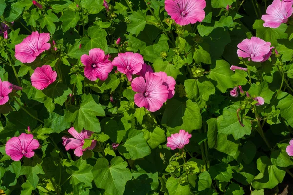 Lavatera Est Genre Plantes Famille Des Malvaceae Originaire Région Méditerranéenne — Photo