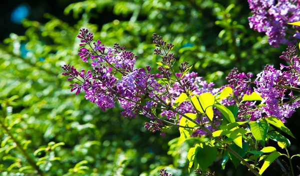 Syringa Lilac Blühende Gehölzarten Aus Der Familie Der Olivengewächse Die — Stockfoto