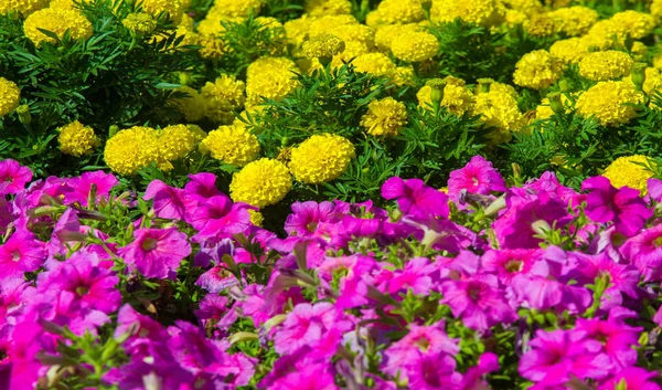 Peisajul Floral Aduce Revoltă Culoare Străzile Orașului Paturile Orașului Flori — Fotografie, imagine de stoc