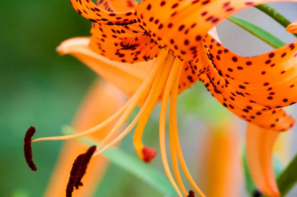 Liliom Lancifolium Egy Ázsiai Liliomfaj Amely Kínában Japánban Koreában Orosz — Stock Fotó