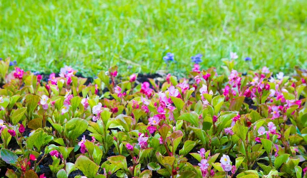 Begonia Ett Släkte Fleråriga Blommande Växter Den Begonian Familjen Begonias — Stockfoto