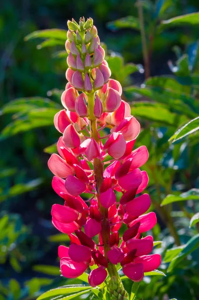 Lupinus Allgemein Bekannt Als Lupine Oder Lupine Samen Verschiedener Lupinenarten — Stockfoto