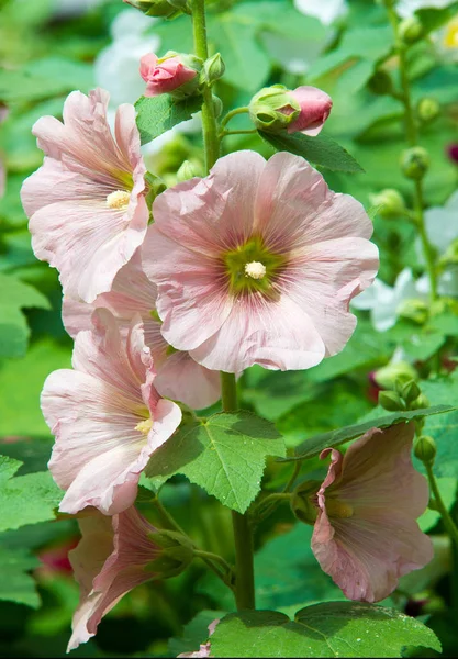 Althaea Officinalis 是一种原产于欧洲 西亚和北非的多年生物种 被用作草本植物和观赏植物 — 图库照片