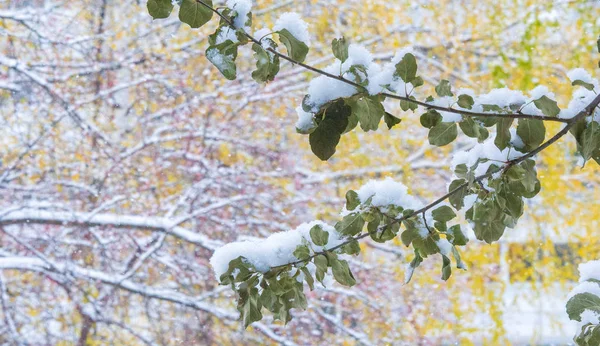 Nocy Mieliśmy Pierwszy Śnieg Sezonie Zimą Odkurzaliśmy Jesienią Cukrem Stopiony — Zdjęcie stockowe