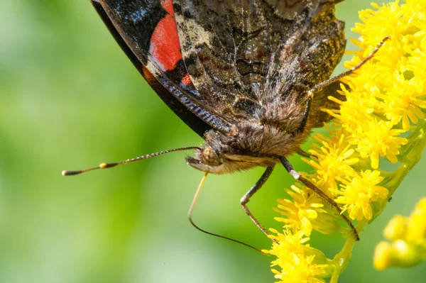 Kwiat Solidago Powszechnie Nazywany Złotymi Prętami Pochodzi Ameryki Północnej Tym — Zdjęcie stockowe