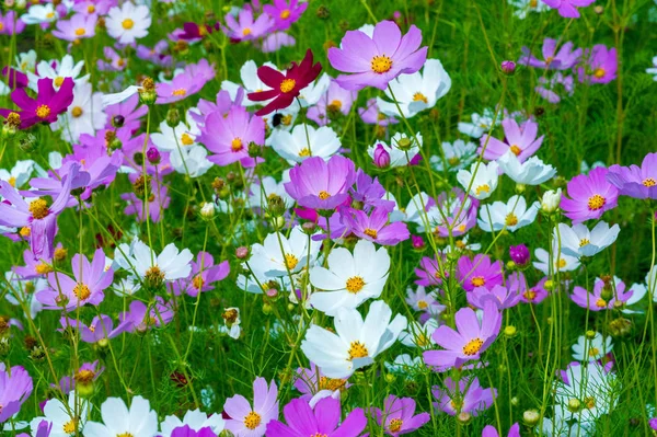 Flowers Cosmophysis Коренной Вид Скумбрии Метеоритов Мексике Встречается Большинство Видов — стоковое фото