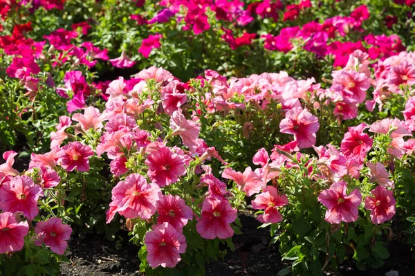 Petunia The Mayan and Incas believed that petunias have the power to chase away (with their odor) the underworld monsters and spirits. Their flower-beds were bunched together for magical drinks.
