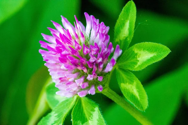 Flor Trébol Hojas Trébol Tres Lóbulos Una Planta Herbácea Familia — Foto de Stock